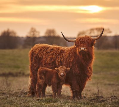 Pregnant Highland cow dies after dog attack near Bridport, Dorset